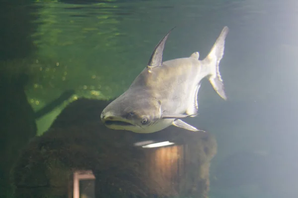 浮游鲨鱼, 相片在水之下被采取. — 图库照片