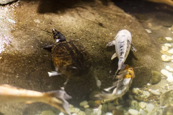 海龟和水下的鱼 — 图库照片
