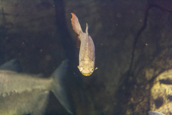 Podwodne zdjęcia duże ryby — Zdjęcie stockowe