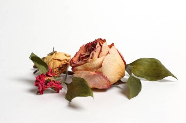 beyaz zemin üzerine kurutulmuş gül