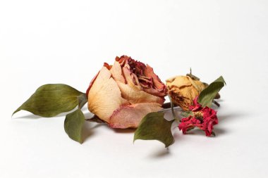 beyaz zemin üzerine kurutulmuş gül