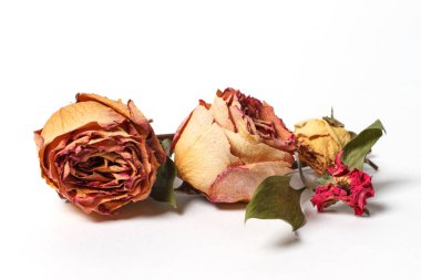 beyaz zemin üzerine kurutulmuş gül