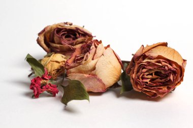 beyaz zemin üzerine kurutulmuş gül