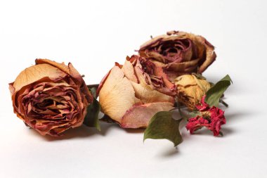 beyaz zemin üzerine kurutulmuş gül