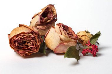 beyaz zemin üzerine kurutulmuş gül