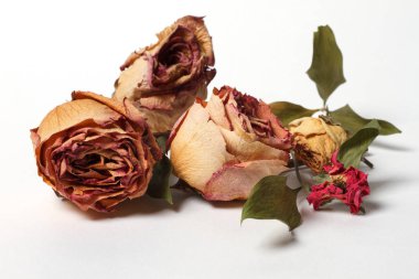 beyaz zemin üzerine kurutulmuş gül