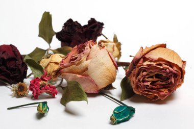 beyaz zemin üzerine kurutulmuş gül