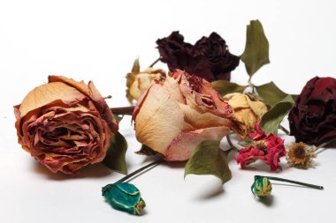 beyaz zemin üzerine kurutulmuş gül