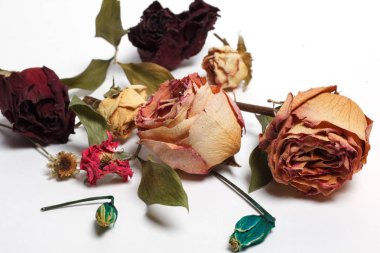 beyaz zemin üzerine kurutulmuş gül