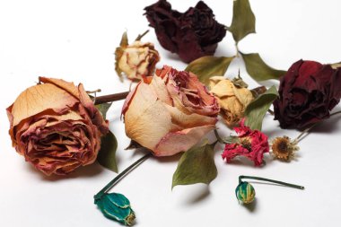 beyaz zemin üzerine kurutulmuş gül