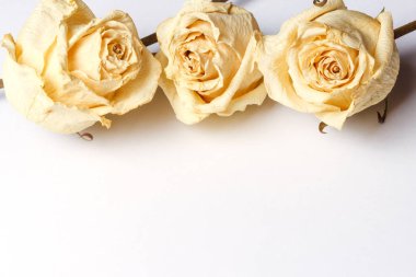 Kurutulmuş beyaz güller