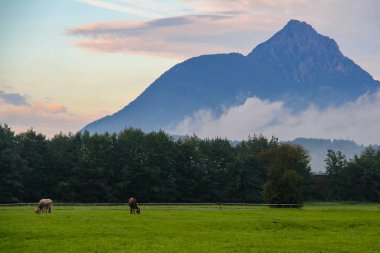 Alp manzarası - iki inek ormanın ve dağların arka planında bir çayırda otluyor.