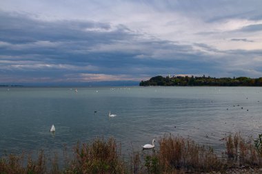 İsviçre 'de Lucerne Gölü. Ön planda beyaz kuğular var..