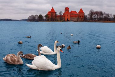 Bir grup vahşi kuş (kuğular ve ördekler) Litvanya 'daki Trakai kalesinin arka planına karşı gölde yüzerler.