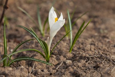 İlk bahar, yeni erimiş topraktan beyaz çiçek çıktı.