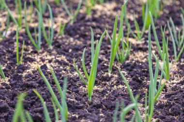 Bahçe yataklarında genç yeşil pırasa filizleri belirdi.