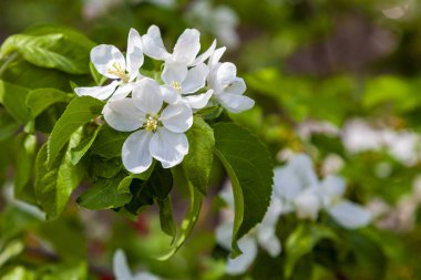 Elma dalında taze beyaz çiçekler.