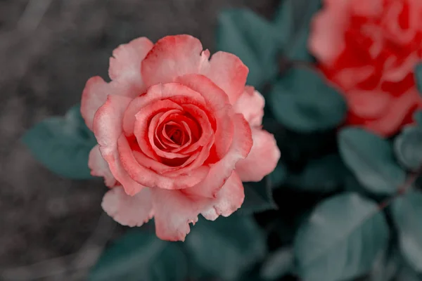 Pink Garden Rose Bud Background Green Foliage Top View — Stock Photo, Image