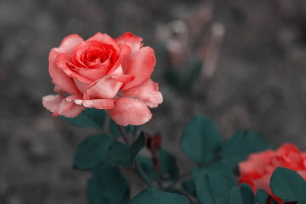 Lush Open Garden Rose Bud — Stock Photo, Image