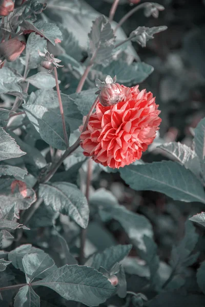 Rosafarbene Knospe Einer Gartenblume Auf Einem Hintergrund Aus Jungem Laub — Stockfoto