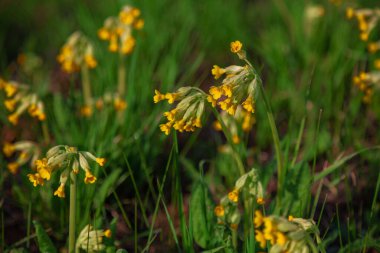 Sarı bahar çiçekleri çayırda yetişir.