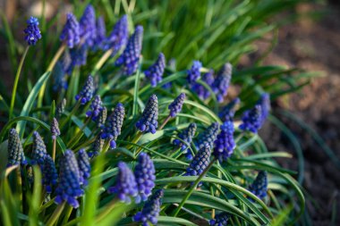 Bahçede mavi bahar çiçekleri yetişiyor.