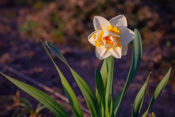 Samotny Wiosna Biały Gwiaździsty Kwiat Rośnie Ogrodzie — Zdjęcie stockowe