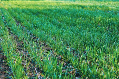 Arkaplan resmi - tarlada sıra sıra büyüyen genç yeşil çimenler