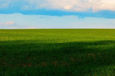 Bulutlu bir gökyüzüne karşı yeşil çimen tarlası