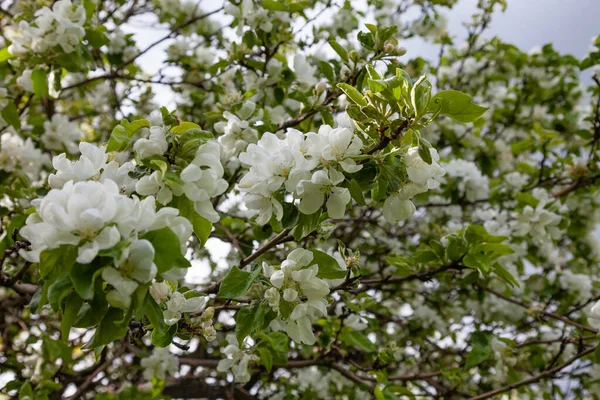 苹果树枝 开着白花 — 图库照片