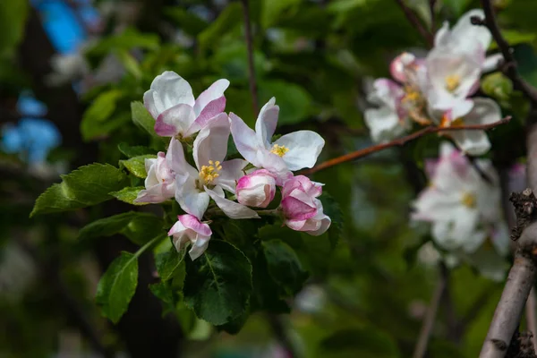 苹果树树枝上的几朵粉红和白花 — 图库照片