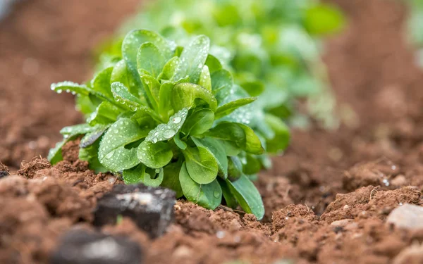 Su damlaları ile Mısır salata