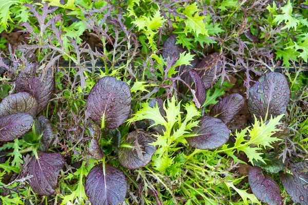 Asya salata - Üstten Görünüm