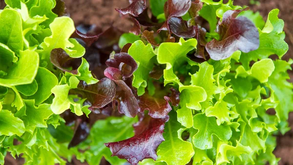 Karışık salata - Üstten Görünüm