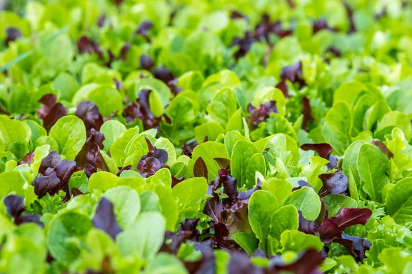 Yeşil bir evde karışık salata