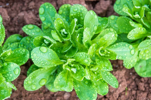 Mısır salata ile su damlaları - Üstten Görünüm