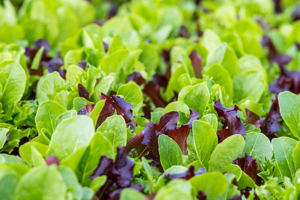 gemengde salade close-up