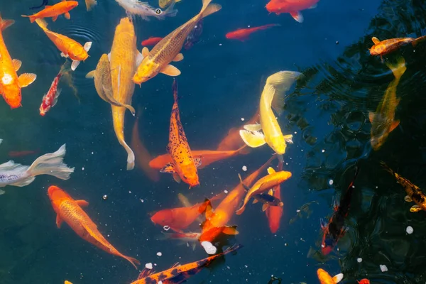 Colorful Japanese Koi Carp fish in a lovely pond in a garden.