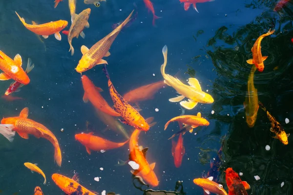 Bir bahçe içinde güzel bir havuzda renkli Japon Koi sazan balık. 