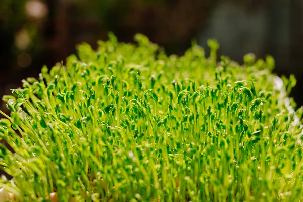 Microgreen. Peas sprouts micro greens sprouted in a tray and reach for the sun