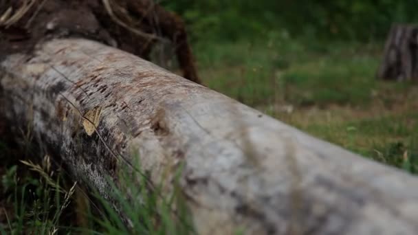 Ein umgestürzter Baum im Wald. der Fokus verlagert sich vom Baum auf den Stachel. — Stockvideo
