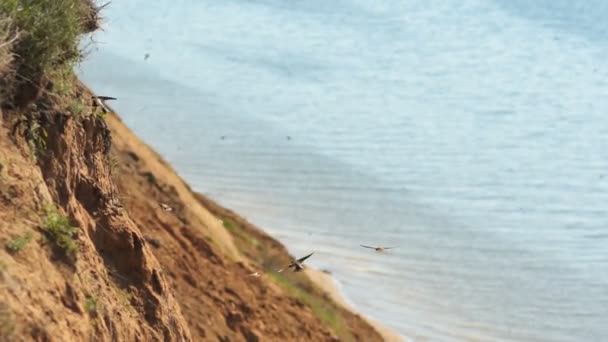 Птахи роблять гнізда на крутому березі . — стокове відео