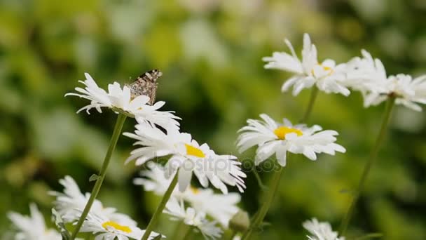 Motýl na květině sběru nektaru. Svět hmyzu. — Stock video