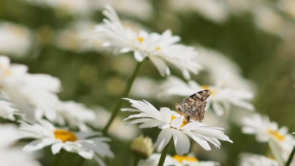 The butterfly flies from flower to flower. Shifting focus from the near object to the far — Stock Video