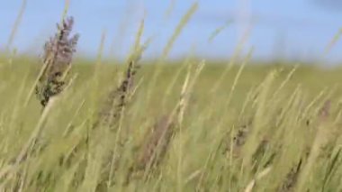 Çim güçlü rüzgarda sways.
