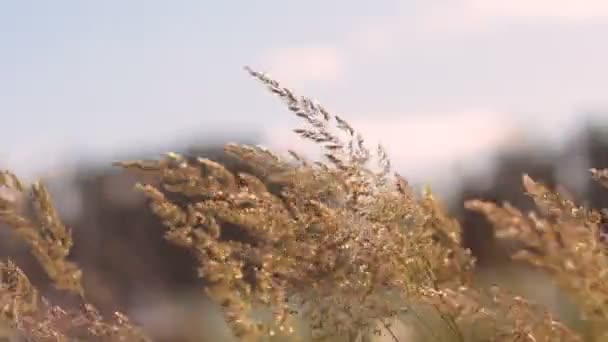 Tráva v ruské oblasti houpe v silném větru. — Stock video