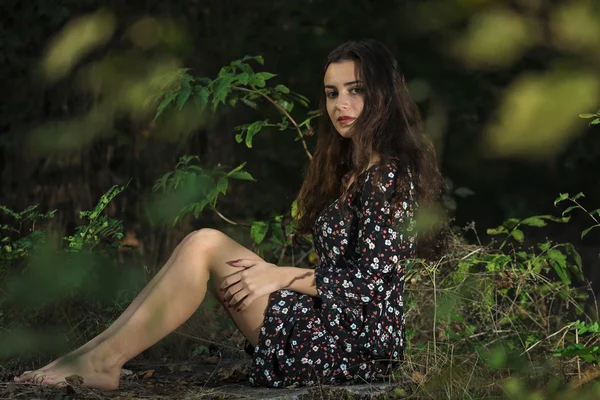 Belleza en el bosque — Foto de Stock