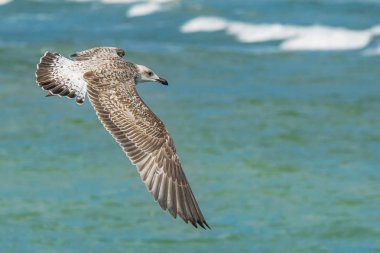 Karadeniz uçan martı