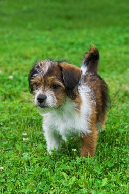 Şirin küçük köpek.