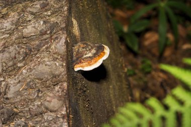 Mantar içinde yakın çekim